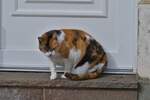 Gut ernährte Katze sitzt traurig vor einer Haustür.