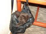 Katzen-Tasche - vor unserer  Sunny  ist nichts sicher - 23.05.2005