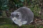 Diese Hauskatze lauert auf einer kleinen Mauer am Rande der Strae auf Beute.