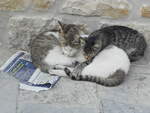 Drei Katzen in Tanger in Marokko am 06.10.2016.