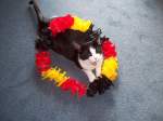 Unser 2 Jahre altes Ktzchen whrend der WM!