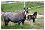 Connemara Pony mit Fohlen bei Cleggan, Irland County Galway