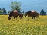 Die Pferdezucht in den Freibergen im bernischen Jura ist noch immer ein wichtiger Erwerbszweig.