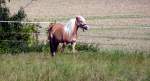 Ein Pferd auf einer Koppel in Langenwolschendorf.