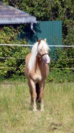 Ein Pferd auf einer Koppel in Langenwolschendorf.