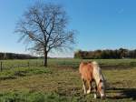 Schnes Pferd bei Vorst, 28.10.12