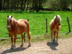 Belgien, Deutschsprachige Gemeinschaft Belgiens, Neidingen bei Sankt Vith, Haflinger auf einer Wiese bei Neidingen, 23.04.2011