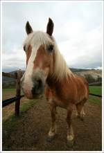 Haflinger