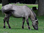 Dieses Konik-Wildpferd graste Mitte August 2021 auf einer Wiese im Park  Ivenacker Eichen .