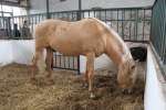 Lusitano am 2.5.2010 im Freizeitpark Memleben.