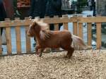 Pony auf dem Weihnachtsmarkt in Goslar am 22.