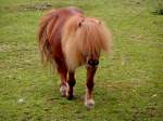 Pferd auf einer Koppel in Zeulenroda.