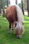 Hbsches Pony im Streichezoo des Serengetiparks, 9.9.15 