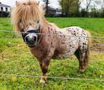 Das Shetland-Pony  Little Harry  auf seiner Wiese in Wadelheim, 02.05.2023