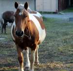 Pferd auf einer Koppel in Zeulenroda.