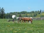 Le Roselet ist der grosse Hof im Berner Jura, auf welchem altgediente Pferde ihren Lebensabend verbringen koennen.