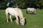 Zwei Pferde grasen auf der Weide am Niederrheinischen Freilichtmuseum Grefrath (25.9.11)