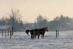 Dicht aneinander geschmiegt stehen diese zwei Pferde im Schnee.