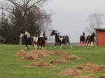 Spielende Pferde auf einer Koppel in Spornitz (Mecklenburg Vorpommern) am 03.