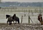 Ponys auf einer Weide am Niederrhein.