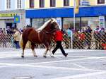 Im Gleichschritt sind Norikerpferd und sein Besitzer beim Wertungslauf am Rieder-Pferdemarkt2013; 130402