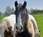 Pferdekopf mit  7-Tage-Bart  auf einer Weide in Eu-Wikirchen - 25.04.2013