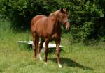 Pferd auf einer Weide in Eu-Wschheim - 17.05.2014