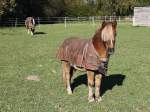 Pferd mit Pony, Vorst, 28.10.12