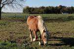 Grasendes Pferd in Vorst, 28.10.12