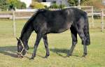 Auf der Weide, schwarzes Pferd mit kleineren Verletzungen bzw.