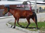 Mit Zaumzeug aber ohne Leine trabt das Pferd auf die Strae, auf der zum Glck kaum Verkehr ist.