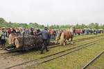 Hier sind die Gre der Baumstmme zu erkennen die beim Transport durch zwei Kaltbltler im Ziegeleipark Mildenberg in der Uckermark , hier - am 13.