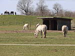 Liebenthaler Wildpferde und Reitpferde in Groziethen der Gemeinde Schnefeld am 12.