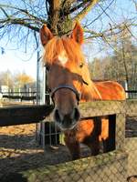 Am 01.01.2015 steht ein Pferd im Oschatzpark, Oschatz.