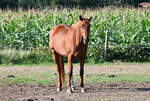 Pferd auf einer Weide bei Eu-Stotzheim - 05.09.2020