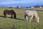 Zwei Pferde auf einer Weide in Eu-Kirchheim - 26.12.2021