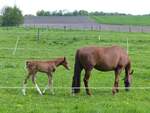 Stute mit Fohlen in der Bauerschaft Vollenbrook bei Wettringen, Kreis Steinfurt, 03.05.2022