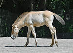 Przewalskipferd-Fohlen im Klner Zoo - 14.06.2022