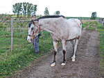 Abholung des Braunschecken (Appa Loosa-Mix) von der Weide im Reitgut im Mhlendorf Saalow am 09.