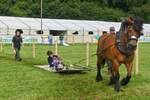 Von einem Ardenner Kaltblut gezogen, macht eine Fahrt ber die Grasflche Spa, gesehen bei der Landwirtschaftsmesse in Ettelbrck .