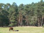 Ein Pferd im Spreewald, auf einer Wanderung zwischen Lbben und Lbbenau aufgenommen.