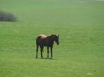 Pferd auf der Koppel