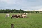 Pferde und Khe in der Gruppe beim fressen, auf einer Weide bei Steinwedel/Lehrte.