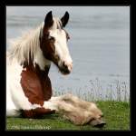 Tinker, Irish Tinker, Coloured Cob oder Gypsy Cob - Fotografiert in Irland, County Cork.