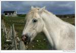 Irish Tinker - Irish Cob - Gypsy Cob - Gypsy Vanner.