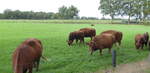 Diese Herde schöner Angus-Rinder sah ich am 6.Sept.2019 auf einer Weide in Bookholt bei Nordhorn.