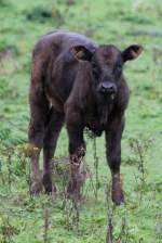 Schwarzes Aberdeen Angus Kalb am 2.10.2010 in Cambridge County,Ont.