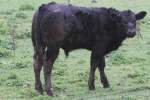 Schwarzes Aberdeen Angus am 2.10.2010 in Cambridge County,Ont.