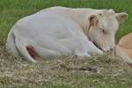 Ein Rind Blonde Aqutaine, ruht in der Ecke des Gatters bei der Landwirtschaftsmesse in Ettelbrck.