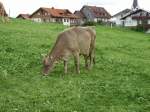 Eine Braune Kuh beim Grasen in Ottacker am 08.08.08